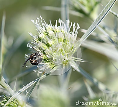 Wasp on flower Stock Photo