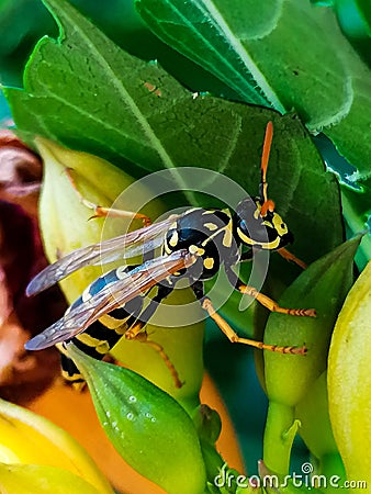 Wasp on the flower. Stock Photo