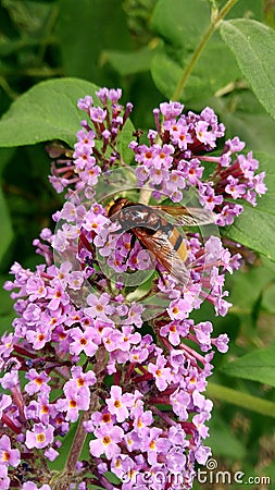 Wasp on a flower Stock Photo