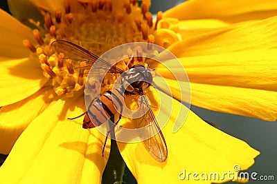 Wasp on flower Stock Photo