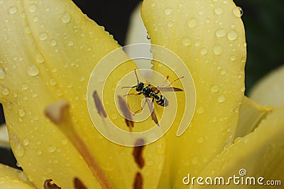 Wasp flower Stock Photo