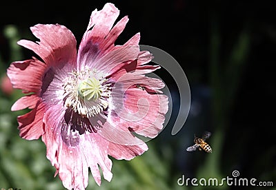 Wasps Flying Towards From Papaver Species Stock Photo