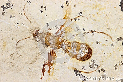 Wasp fossil Stock Photo
