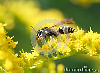 Wasp of the garden on a yellow flower Stock Photo