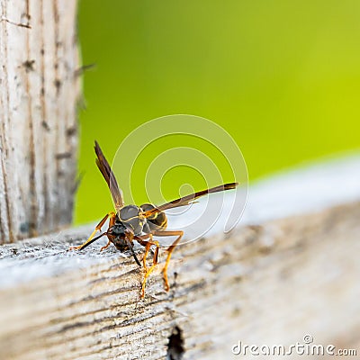 Wasp gathering material for hive Stock Photo