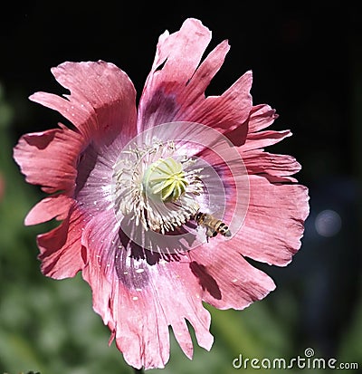 Wasp Gathering Pollen From Papaver Species Stock Photo