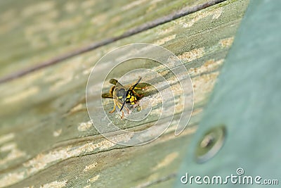 Paper Wasp gathering wood fibers for nest building. A yellow and black wasp. Outside on a wooden plank. Seen from the Stock Photo