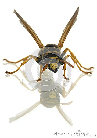 Wasp on glass Stock Photo