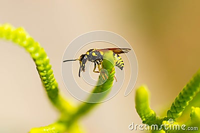 Wasp on grass Stock Photo