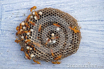 Wasp Hive background Stock Photo