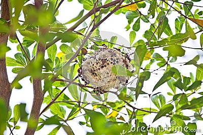 Wasp hive clinging to a tree Stock Photo