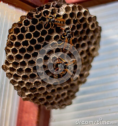 Wasp on honeycomb. wasps builds beehive. Vespiary Stock Photo