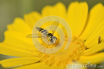 Wasp Hymenoptera stinging insect Stock Photo
