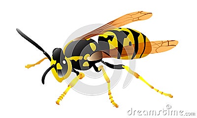 Wasp Vector Illustration