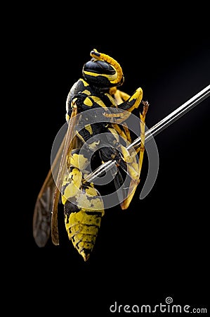 Wasp impaled on a pin Stock Photo
