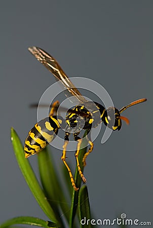 Wasp insect Stock Photo