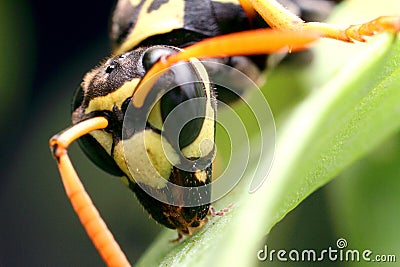 wasp Insect Stock Photo