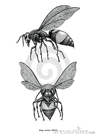 Wasp hand draw vintage clip art isolated on white background Vector Illustration