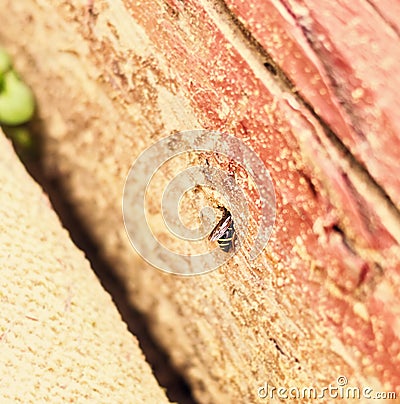 Wasp inside hole Stock Photo