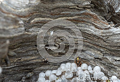 Looking inside wasp nest with wasp emerging Stock Photo