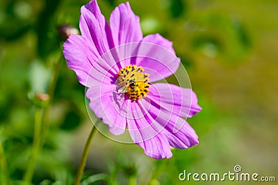 Wasp inside pink cosmos flower Cosmos Bipinnatus. Close up. Na Stock Photo