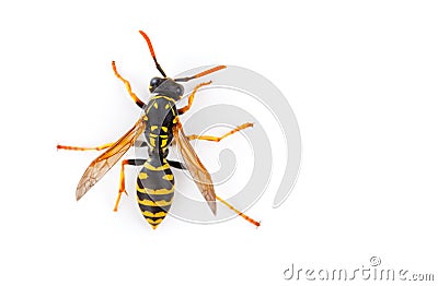 Wasp Stock Photo