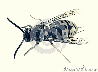 Wasp larra beetles pests orderly garden medvedka protection larva insect White-black image Stock Photo