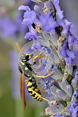 Wasp on lavender flower Stock Photo