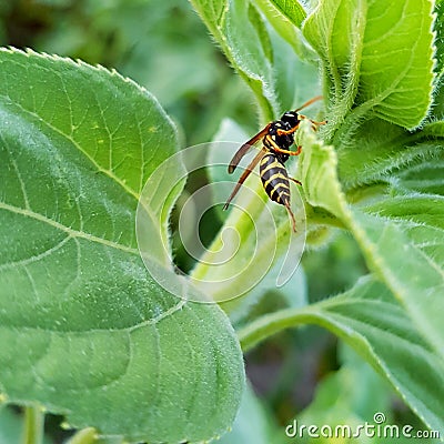 Wasp on Leaf Closeup. Wasp with Sting in Nature. Stock Photo