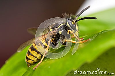 Wasp on a leaf Stock Photo