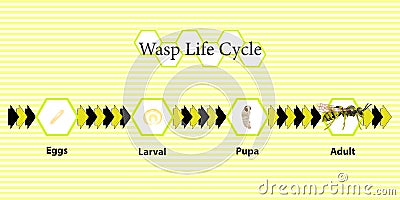 Wasp Life Cycle vector for education. Stock Photo