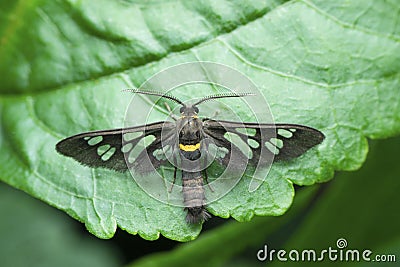 Wasp mimicking moth species, Satara, Maharashtra Stock Photo