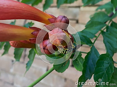 A wasp on a Morning Calm Trumpet Creeper Campsis grandiflora Stock Photo