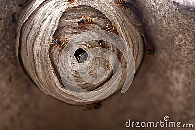 Wasp Nest Stock Photo