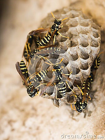 Wasp nest Stock Photo