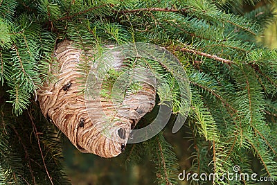 Wasp Nest Stock Photo