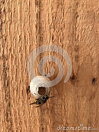 Wasp Nest, animal Stock Photo