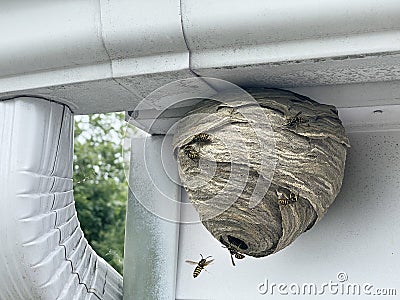 Wasp Nest Attached To Home Stock Photo