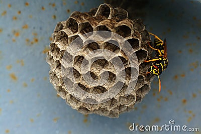 Wasp nest Stock Photo