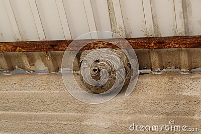 Nature's Intricacy: Wasp Nest on Balcony Stock Photo