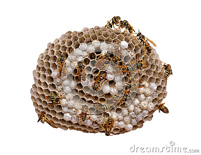 Wasp Nest - with clipping path Stock Photo