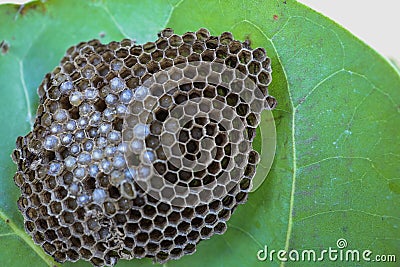 Wasp nest on green leaf with larvae ready to hatch Stock Photo