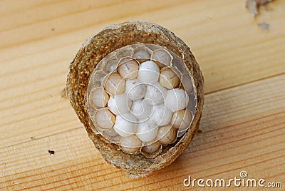 Wasp nest with grubs Stock Photo