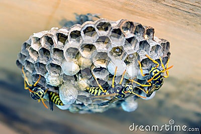 Wasp nest with larvae. Concept- danger, allergic reaction to a wasp sting.Selective focus. Stock Photo