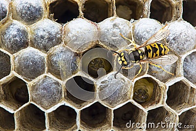 Wasp on the nest Stock Photo