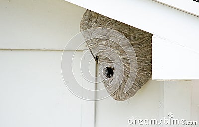 Wasp nest under the eaves Stock Photo