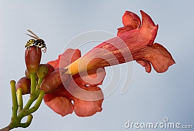 Wasp over a trumpet vine. Stock Photo