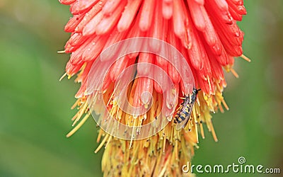 Wasp on poker flower Stock Photo