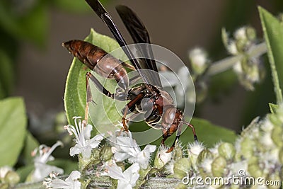 Wasp pollinating basil flower extreme close up Stock Photo