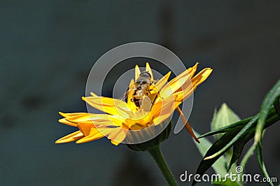 Wasp pollinating flower Stock Photo